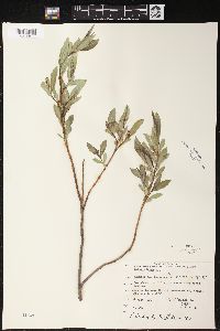 Salix lucida image