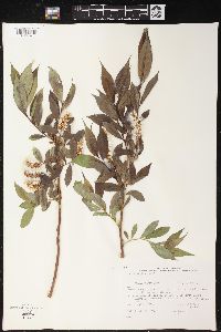 Salix lucida image