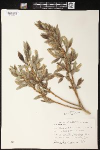 Salix lucida image