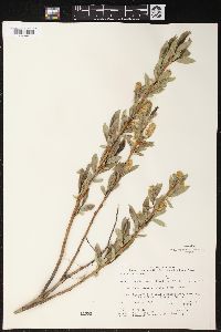 Salix lucida image