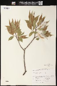 Salix lucida image