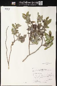 Salix myrtillifolia image