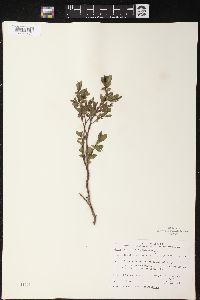 Salix myrtillifolia image