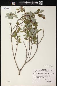 Salix pedicellaris image