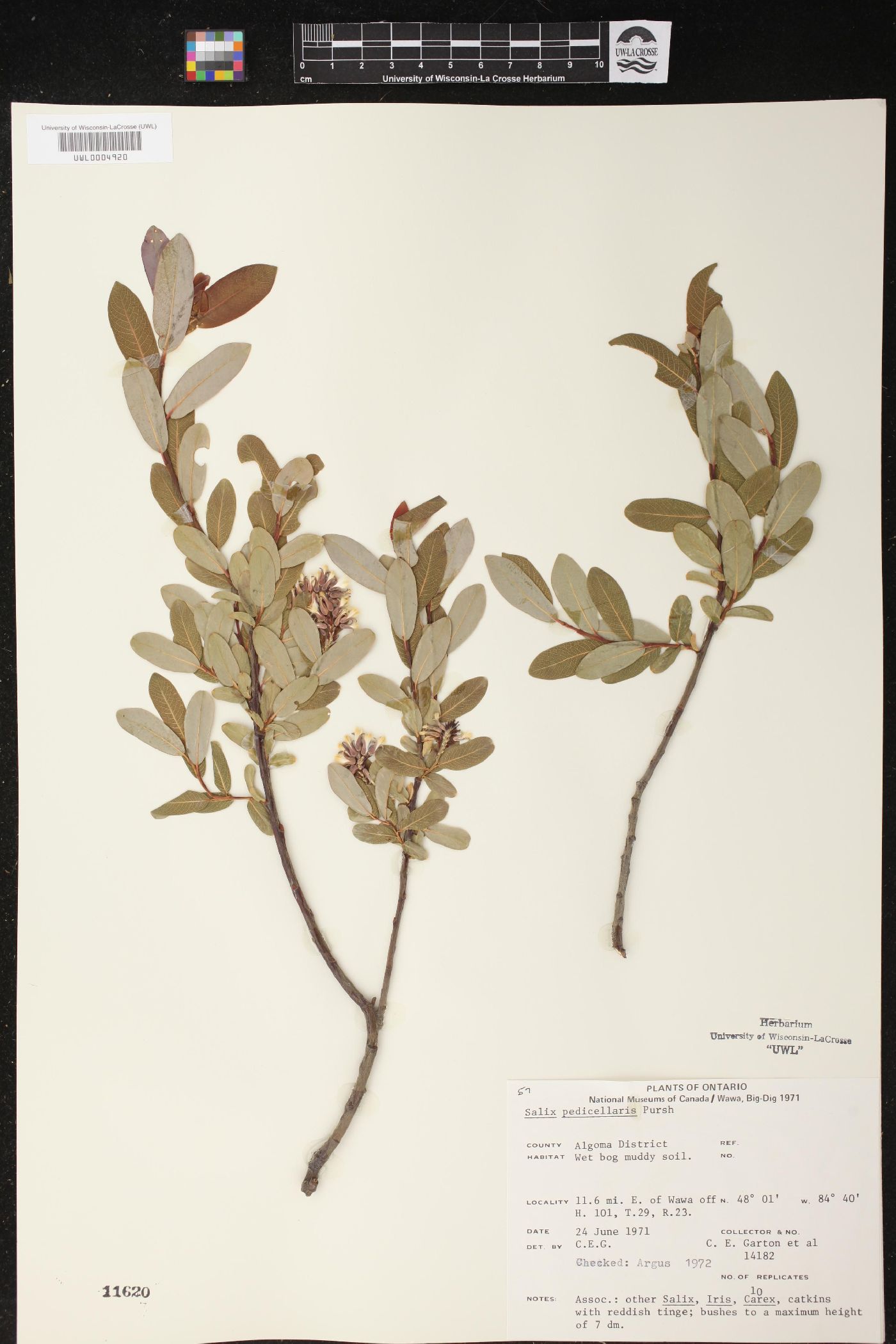 Salix pedicellaris image