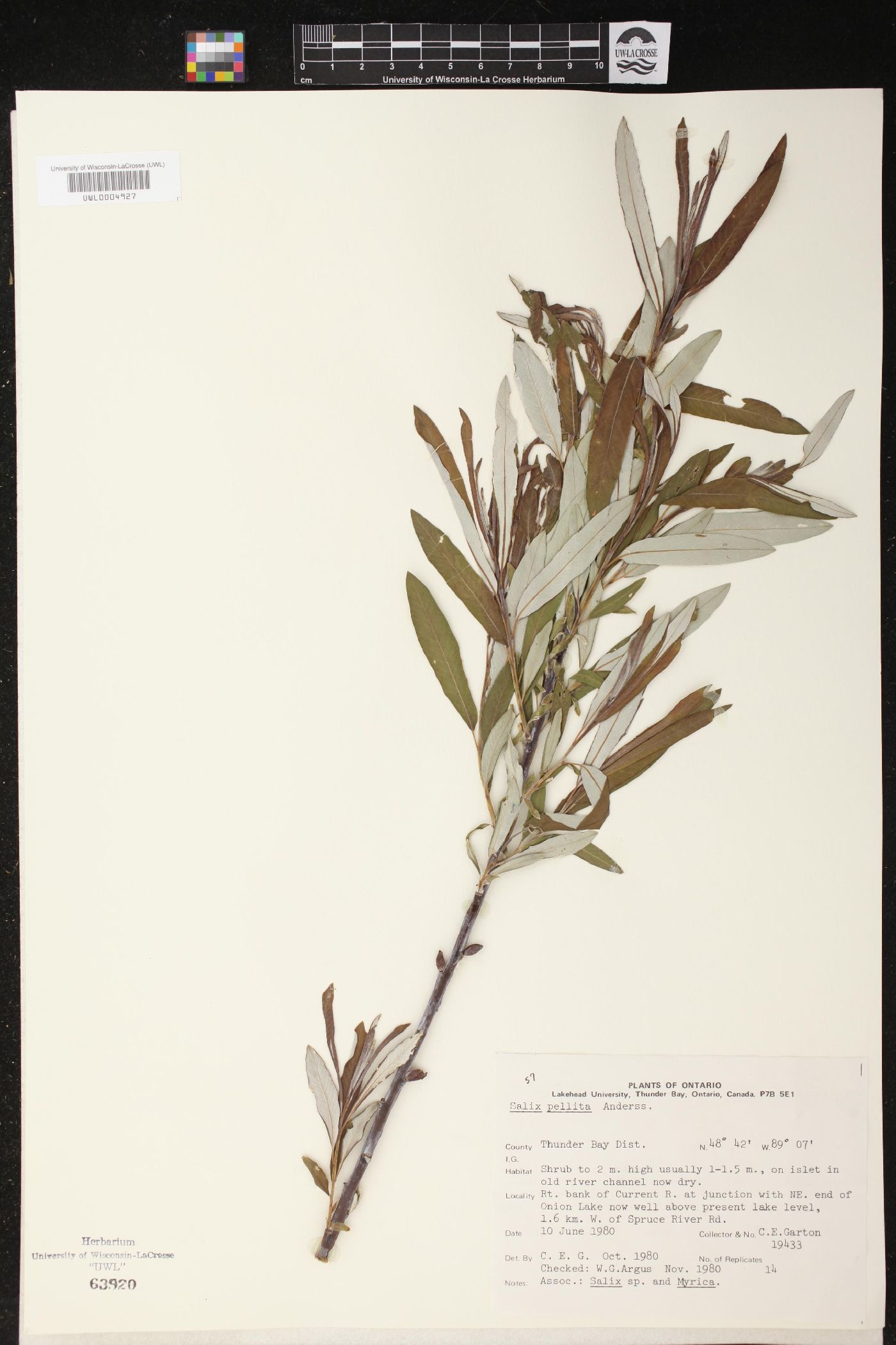 Salix pellita image