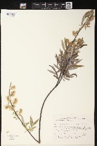 Salix petiolaris image