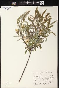 Salix petiolaris image