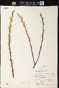 Salix petiolaris image