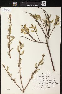 Salix petiolaris image