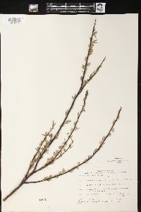 Salix petiolaris image