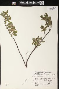 Salix planifolia subsp. planifolia image