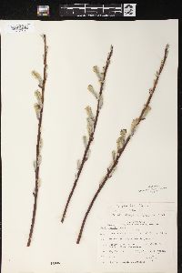 Salix planifolia image