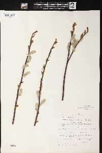 Salix planifolia image