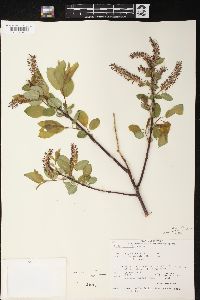 Salix pyrifolia image