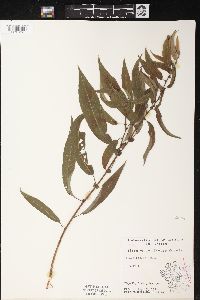 Salix rigida image