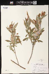 Salix rigida image