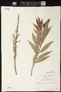 Salix rigida image