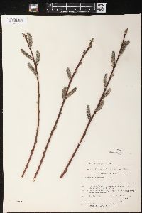 Salix rigida image