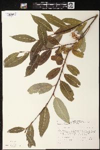 Salix serissima image