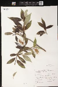 Salix serissima image