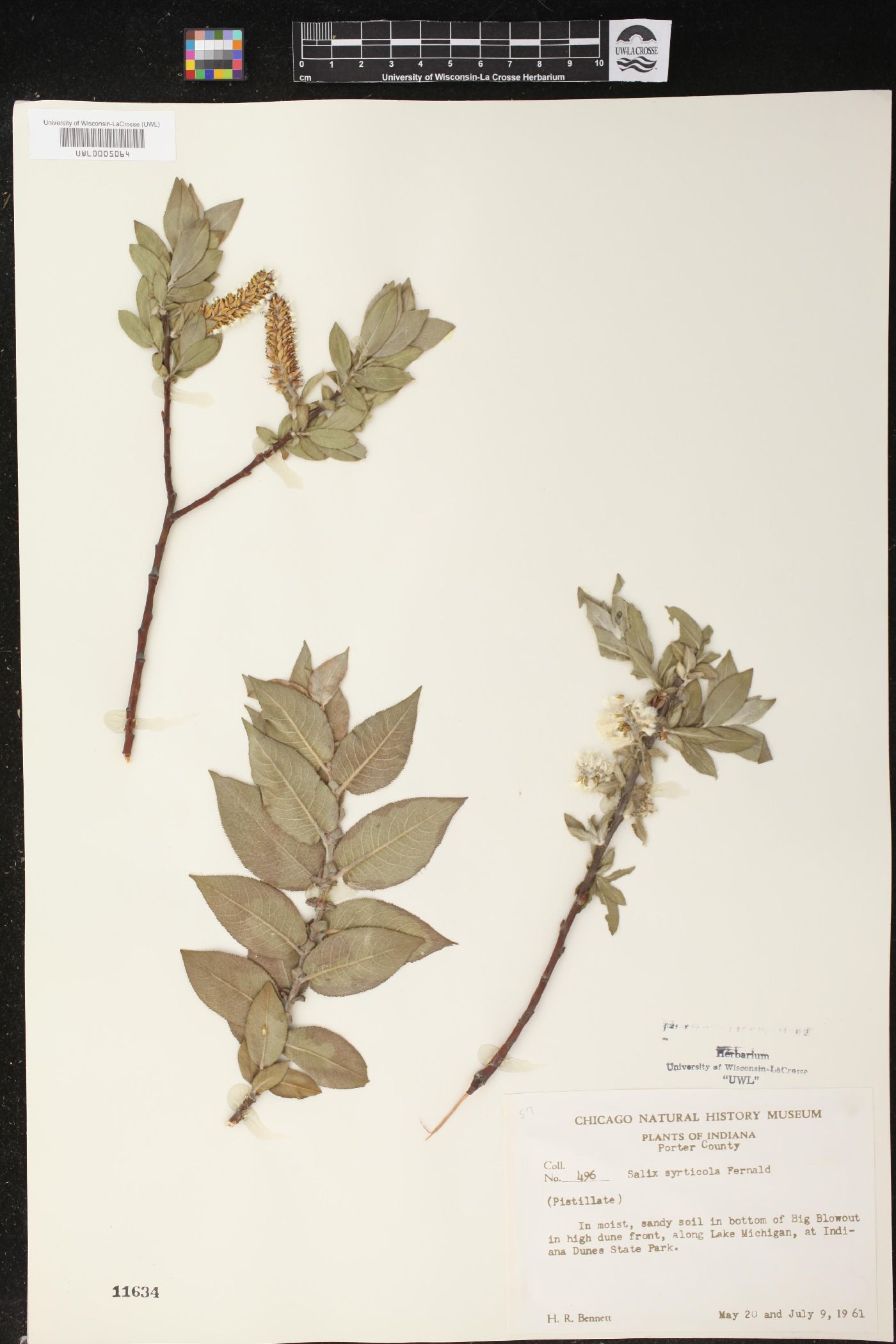 Salix syrticola image