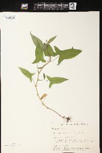 Persicaria arifolia image