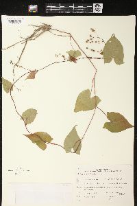 Fallopia cilinodis image