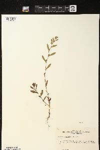 Polygonum ramosissimum image