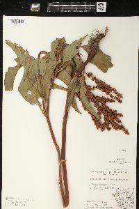 Rumex altissimus image