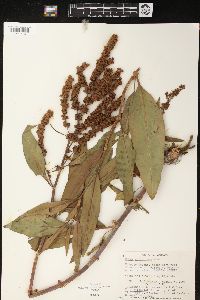 Rumex altissimus image