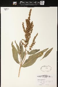 Rumex mexicanus image