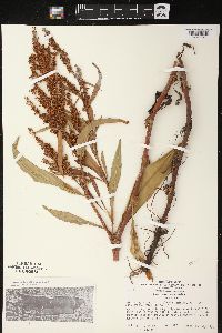 Rumex mexicanus image