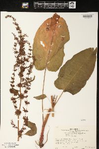 Rumex obtusifolius image