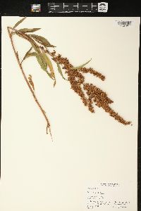 Rumex orbiculatus image