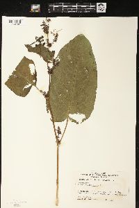 Rumex obtusifolius image