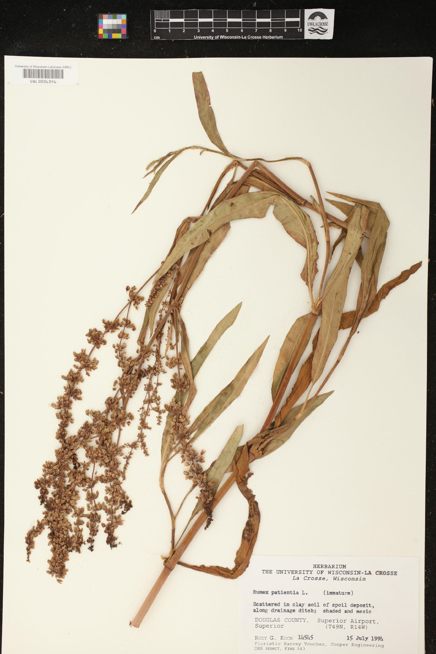 Rumex patientia image