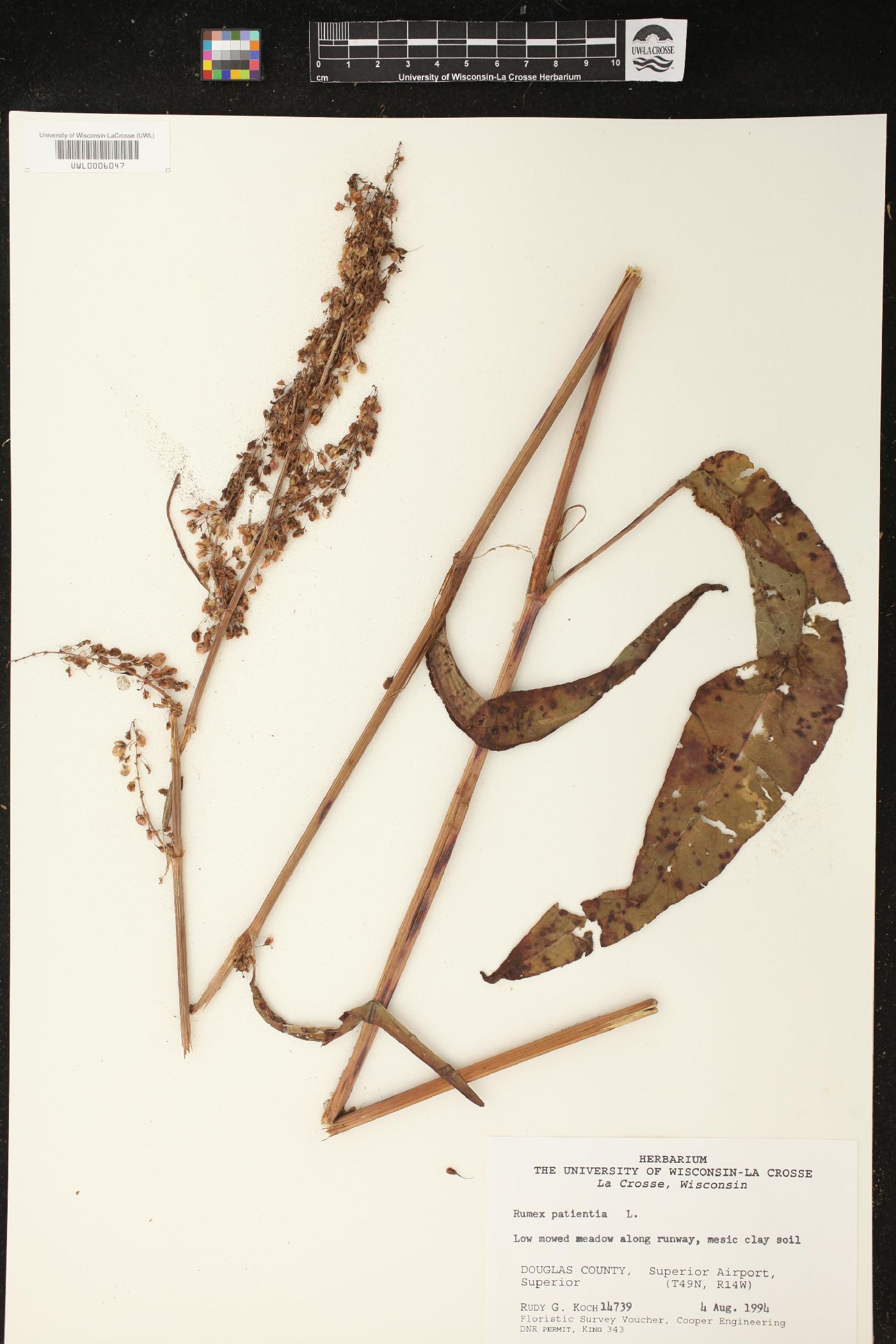 Rumex patientia image
