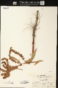 Rumex verticillatus image