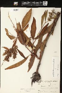 Rumex verticillatus image