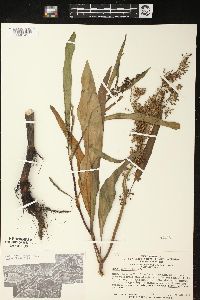 Rumex verticillatus image