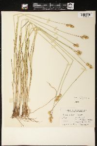 Carex adusta image