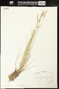 Carex echinata image