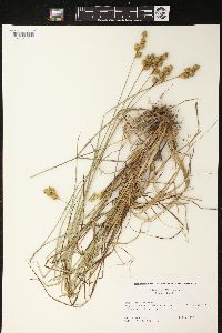 Carex adusta image