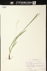 Carex arctata image