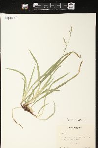 Carex arctata image