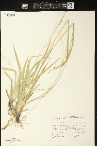 Carex arctata image