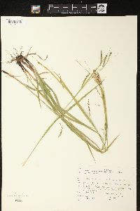 Carex arctata image