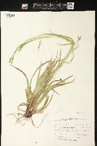 Carex arctata image