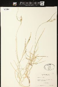 Carex aurea image